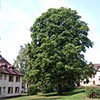 großer Baum in Wohngegend